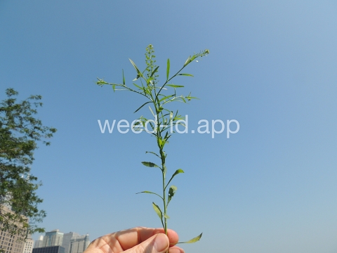pepperweed, Virginia